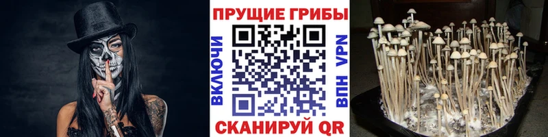 Псилоцибиновые грибы Magic Shrooms  Осинники 